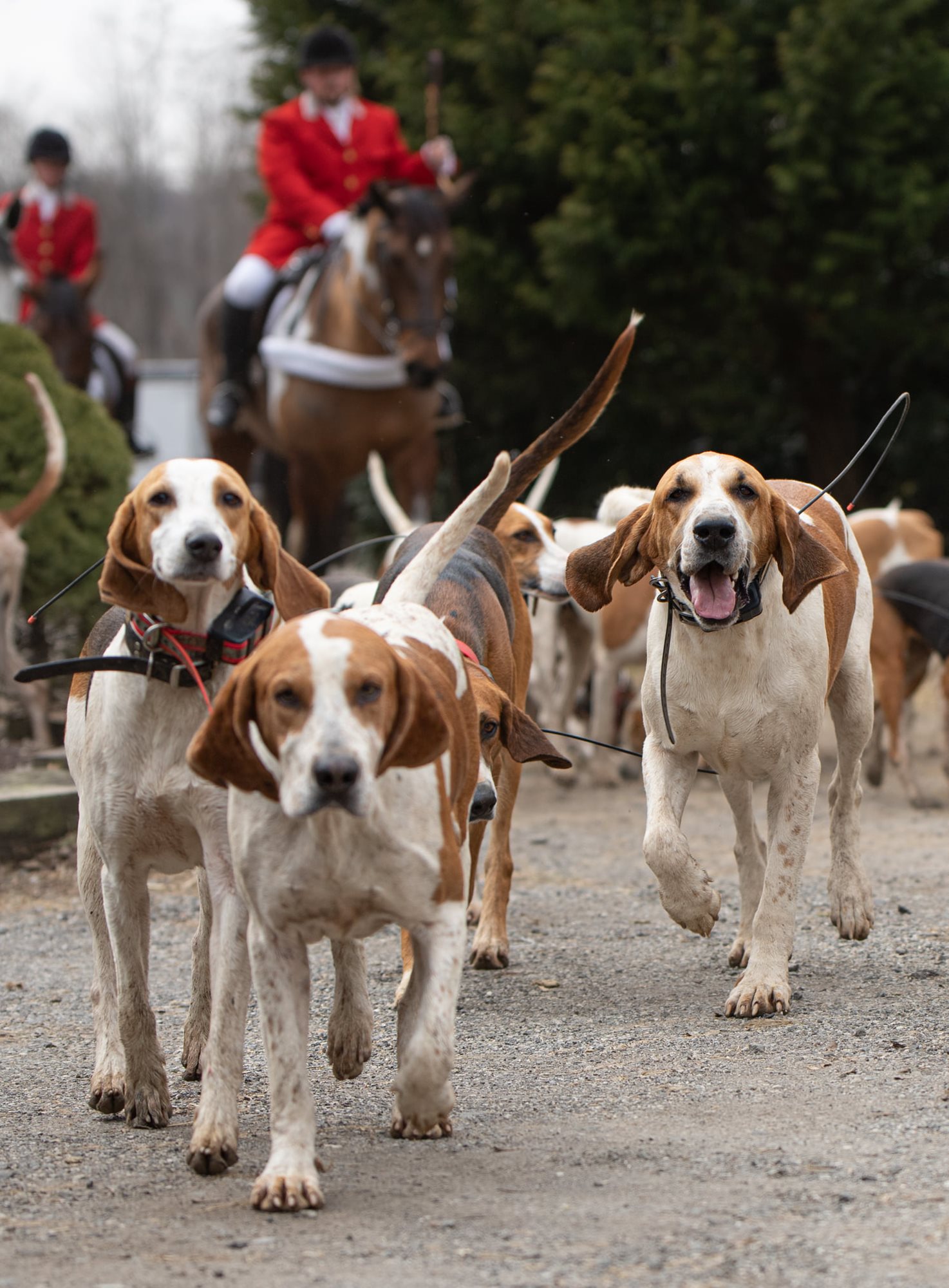 Cute hounds vertical